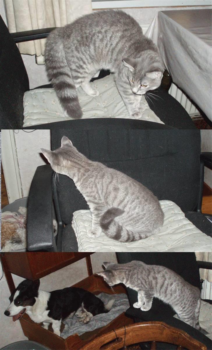 Huskat Kathrine - Hund, kend din plads.! billede 18