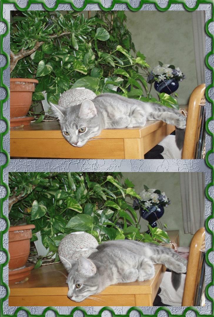 Huskat Kathrine - En køn plante. billede 19