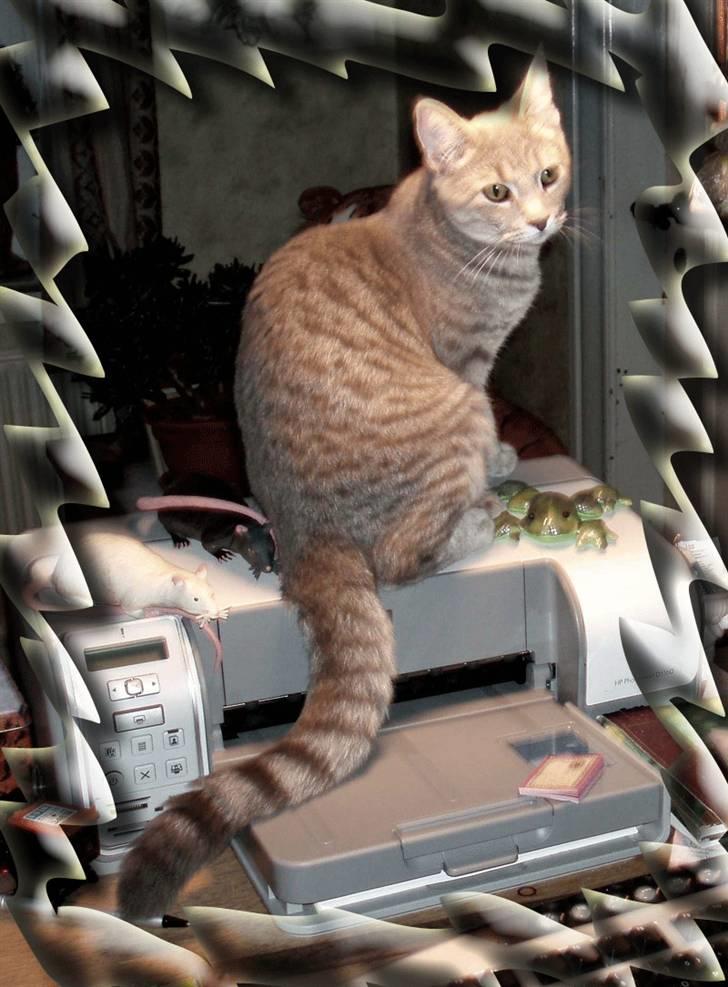 Huskat Kathrine - "Hvad mener du med - ´Ikke min plads´?" billede 20