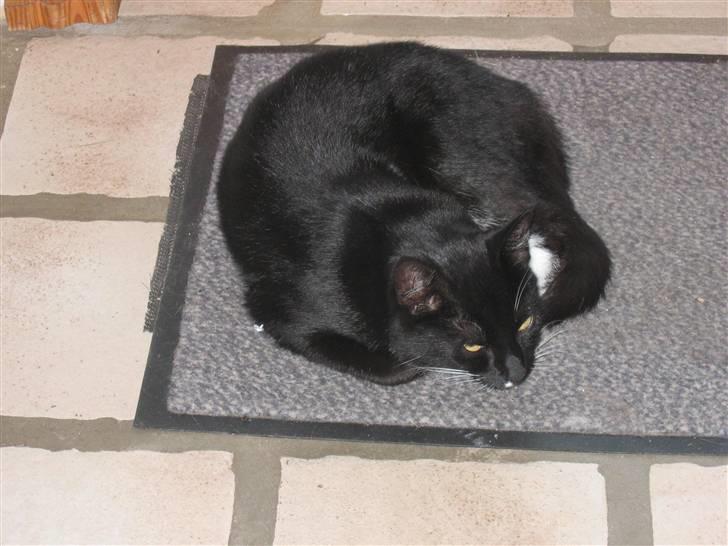 Blanding af racer Findus billede 8