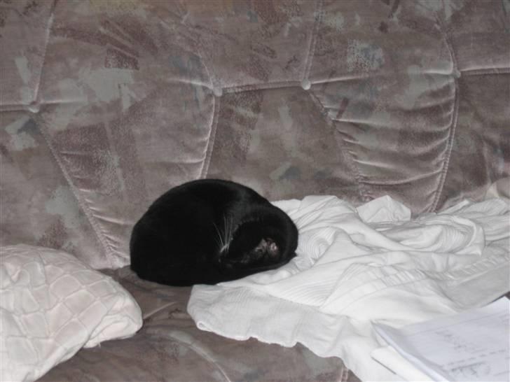 Blanding af racer Findus billede 9