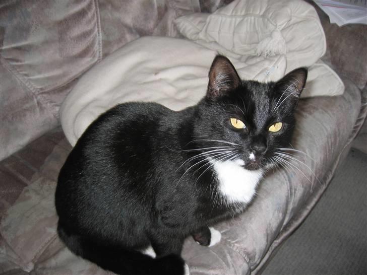 Blanding af racer Findus billede 10