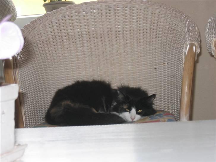 Norsk Skovkat Sisse billede 14