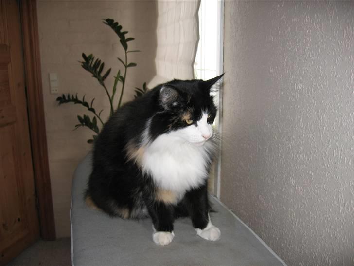 Norsk Skovkat Sisse billede 15