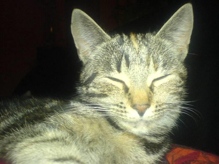 Huskat minnie billede 1