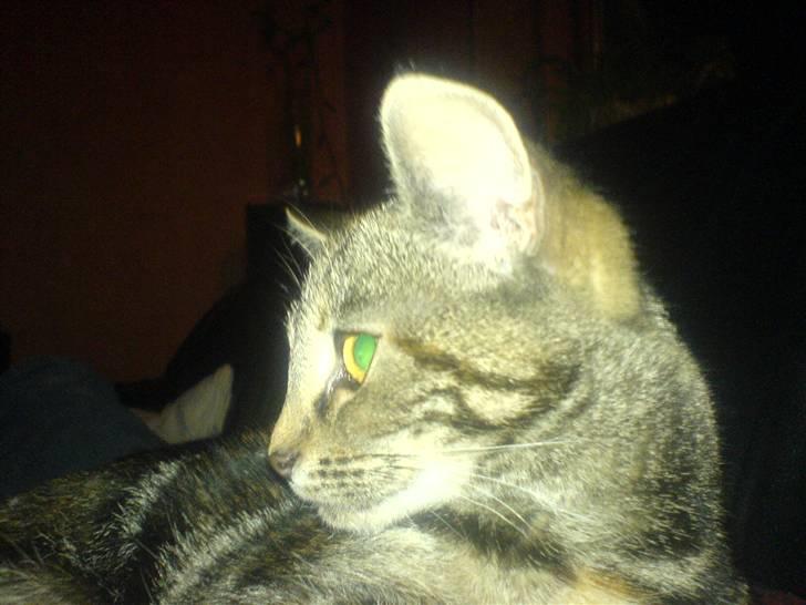 Huskat minnie billede 2