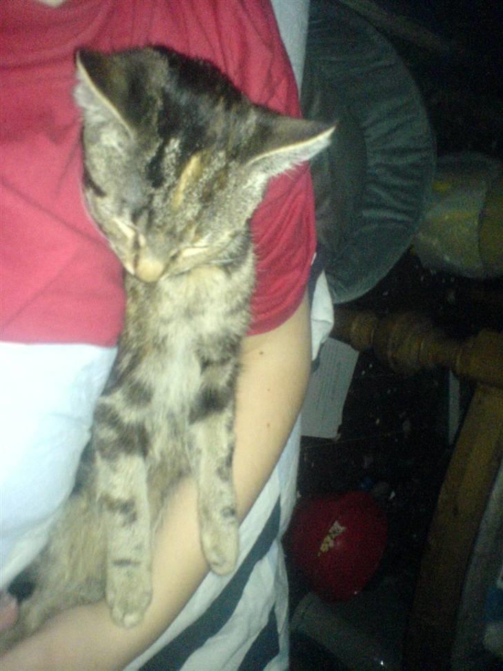 Huskat minnie billede 3