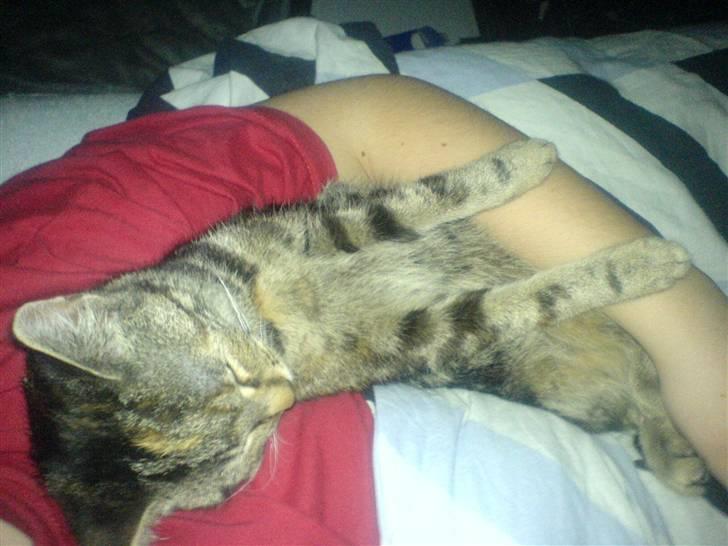 Huskat minnie billede 4