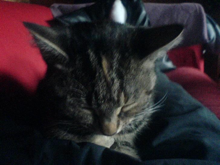 Huskat minnie billede 5