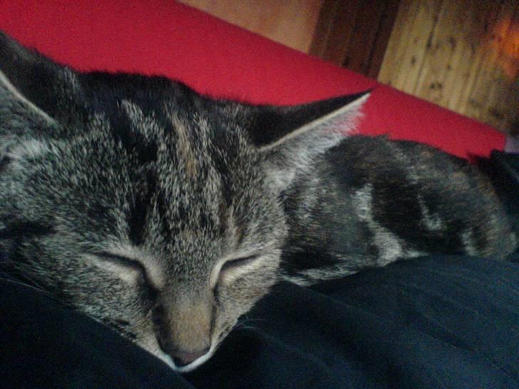 Huskat minnie billede 6