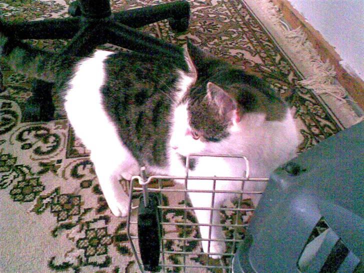 Huskat alic billede 4