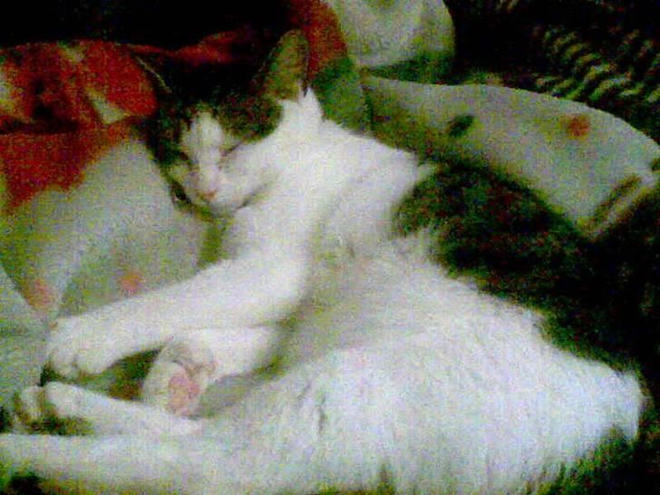 Huskat alic billede 5