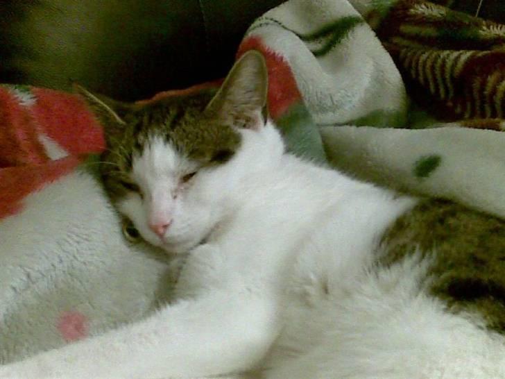 Huskat alic billede 6