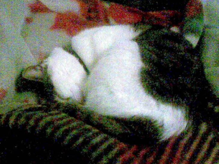 Huskat alic billede 7