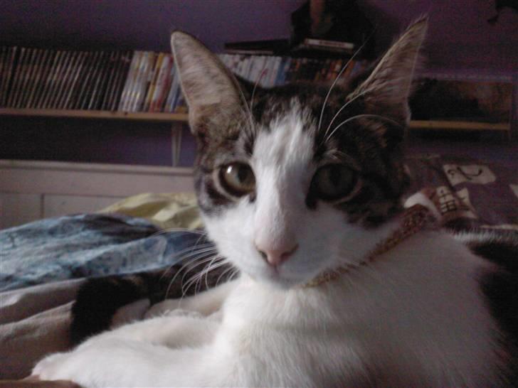 Huskat Mille billede 1