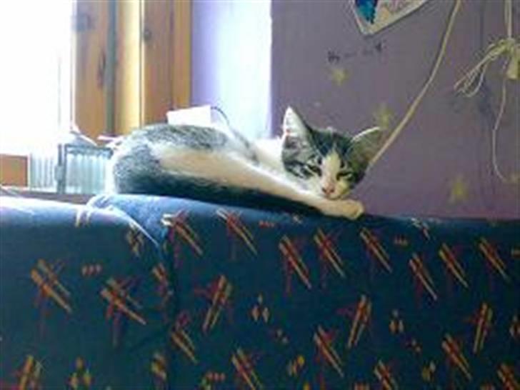 Huskat Mille billede 2