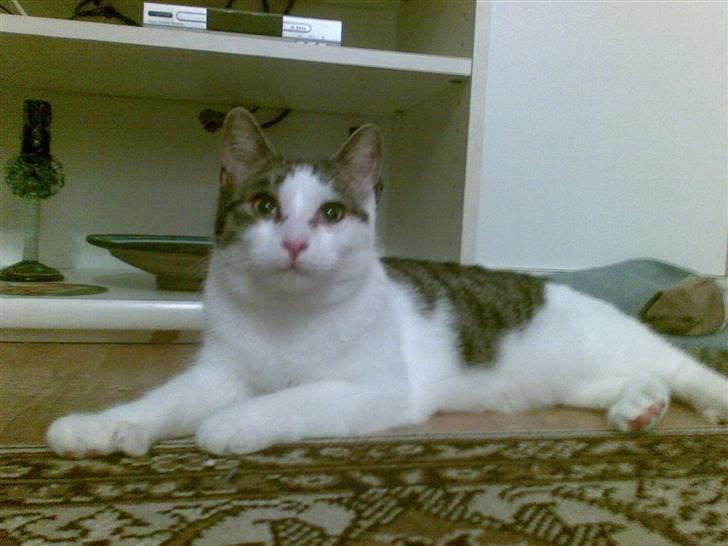 Huskat alic billede 8