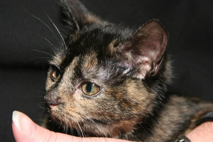 Huskat Mifune -- Flyttet billede 16