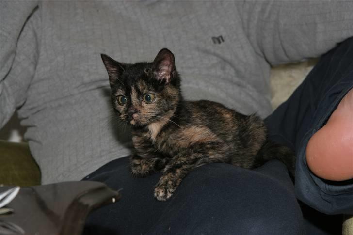 Huskat Mifune -- Flyttet billede 17