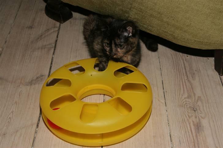 Huskat Mifune -- Flyttet billede 18