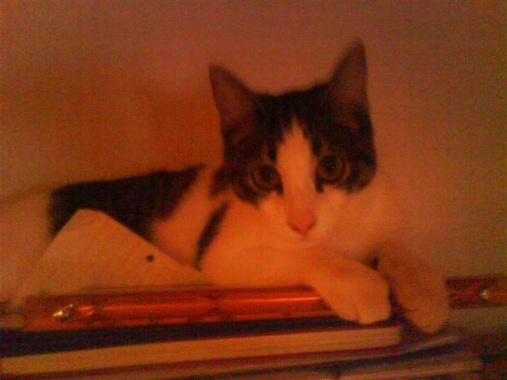 Huskat Mille billede 3