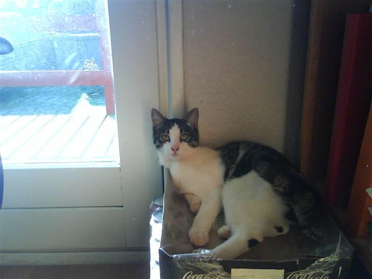 Huskat Mille billede 4