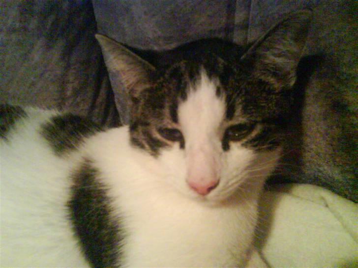 Huskat Mille billede 5