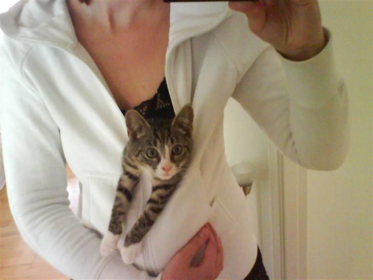 Huskat magnus - uh det er så skønt at hænge her på mors mave så jeg kan følge med i ALT hvad der sker.. billede 9