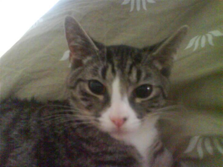 Huskat magnus - prøv lige og se hvor stor jeg er blevet.. er ikk nogen lille lort længere... billede 10