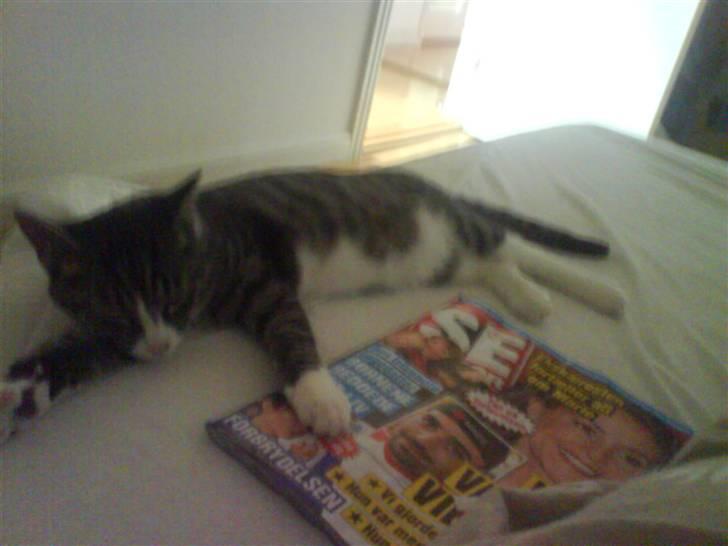 Huskat magnus - det kan godt være jeg sover men DU RØR IKK MIT SE OG HØR!!!!!!! billede 11