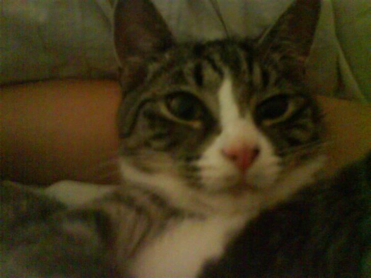 Huskat magnus - tyk tyk tyk ja jeg ved det godt... men er stadig dejlig :-) billede 12