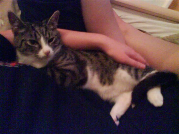 Huskat magnus - jeg er lige kommet hjem fra dyrlægen... hun tog min manddom... ynk ynk så putter li hos mor.. snøft snøft.. billede 14