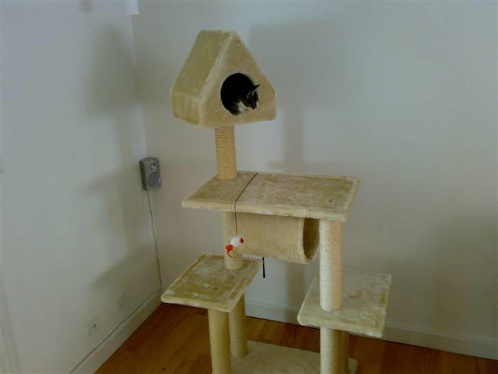 Huskat magnus - se li det store kradsebræt/kravletræ/legeland jeg har fået... billede 15