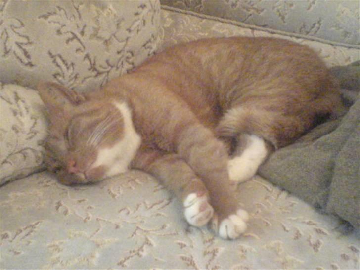 Blanding af racer Micki - Micki på sofaen derhjemme xD billede 17