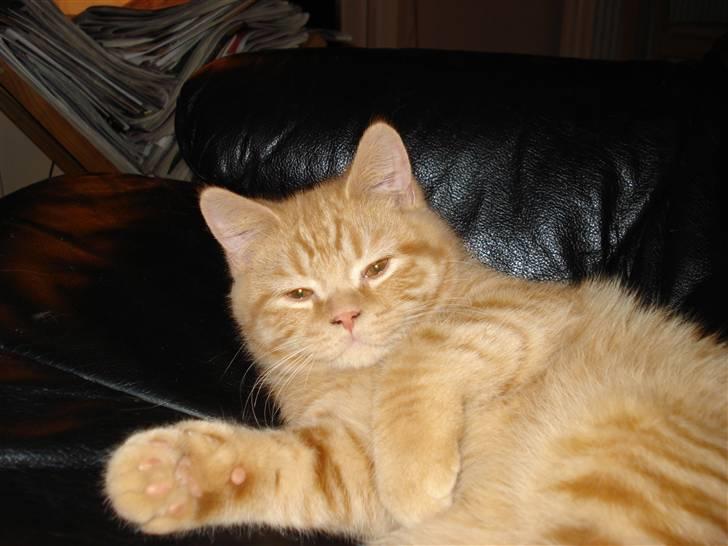 British Shorthair Ollie og Lodberg billede 3