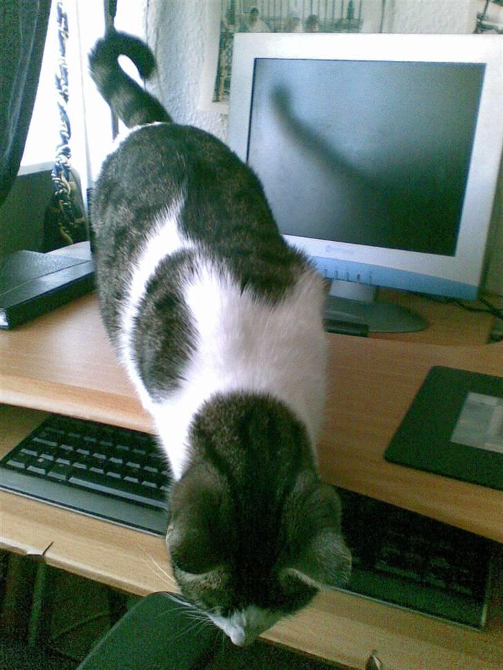 Huskat alic billede 9