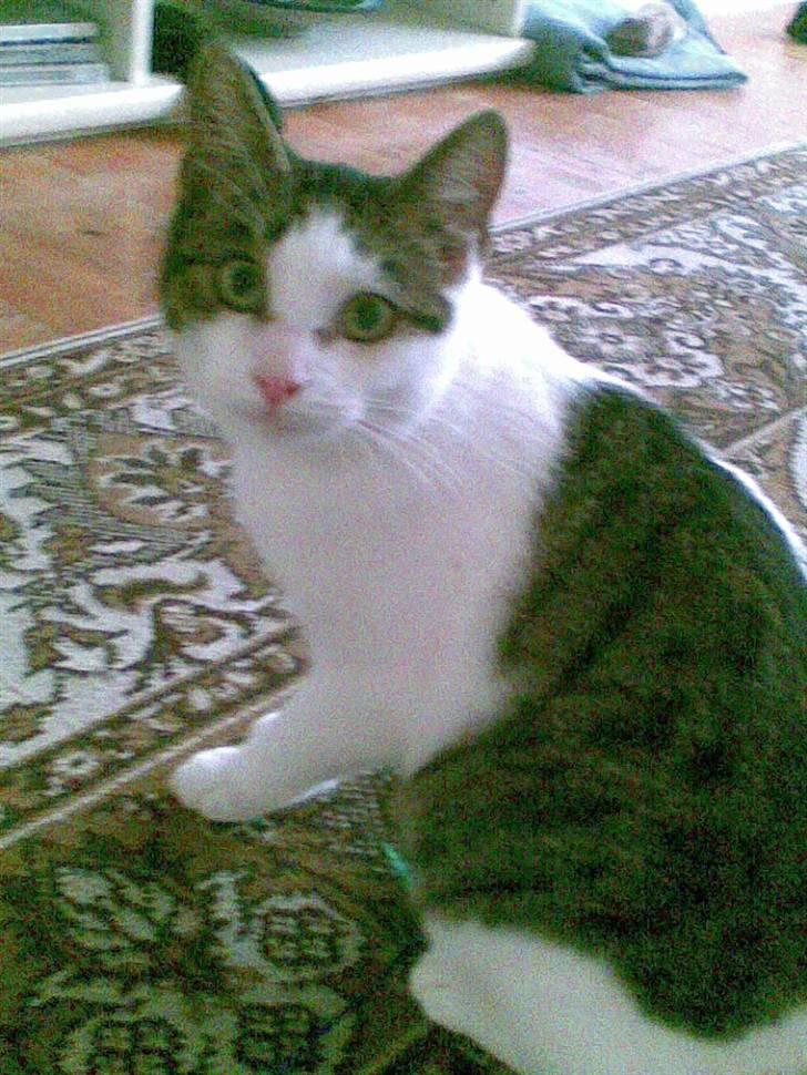 Huskat alic billede 11