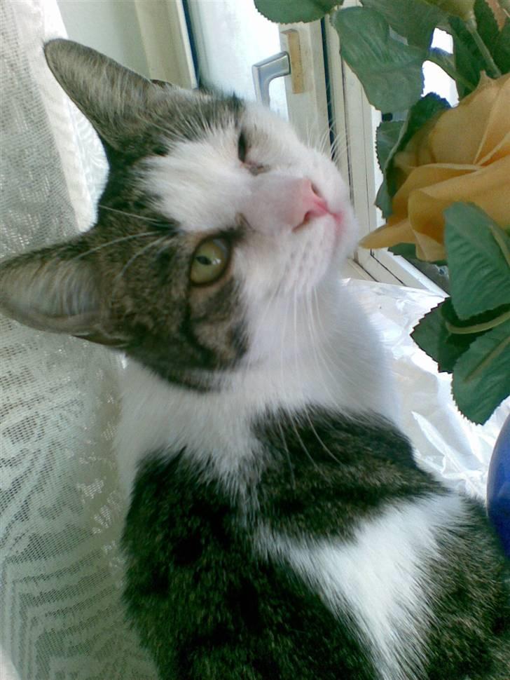 Huskat alic billede 12