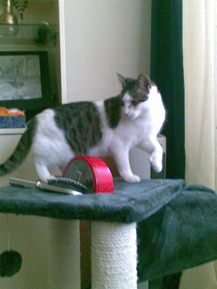 Huskat alic billede 13