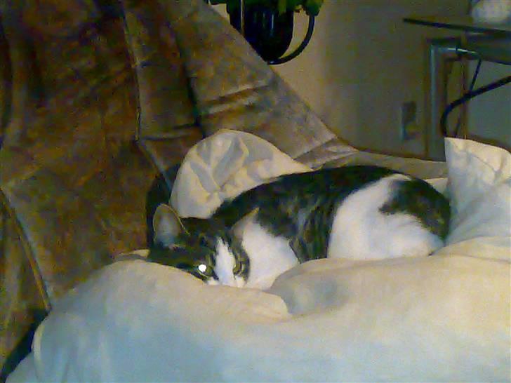 Huskat Mille billede 6