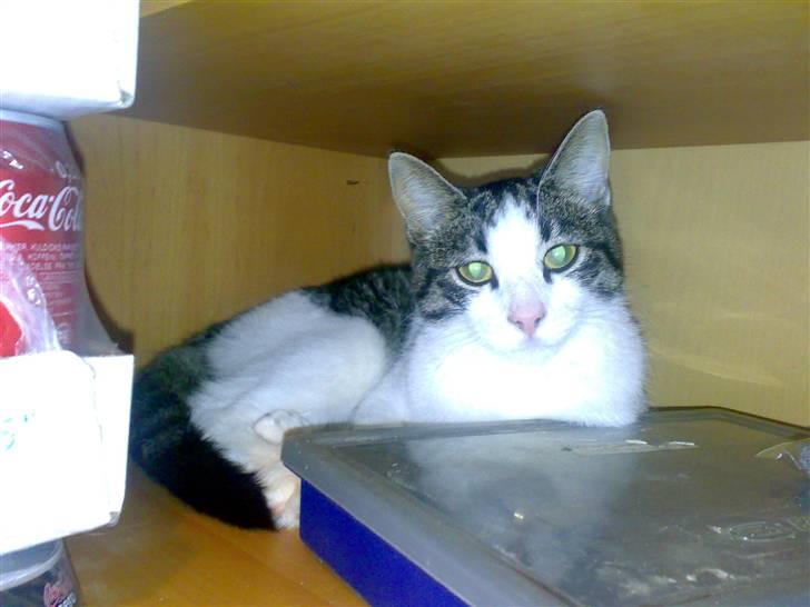 Huskat Mille billede 7