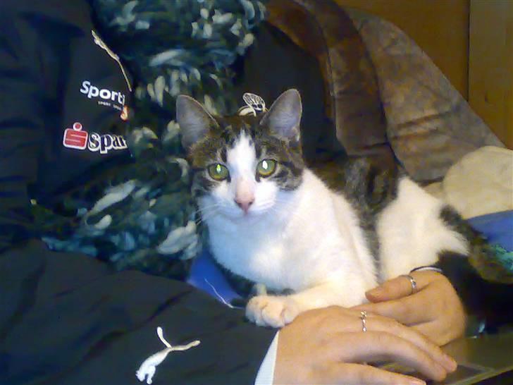 Huskat Mille billede 8