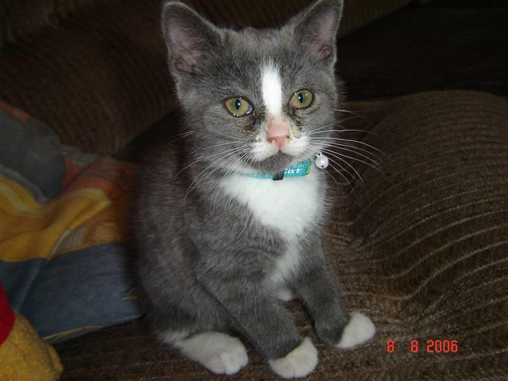 Blanding af racer Mulle RIP 31 Okt - Så dejlig, men med øjnbetændelse. billede 3