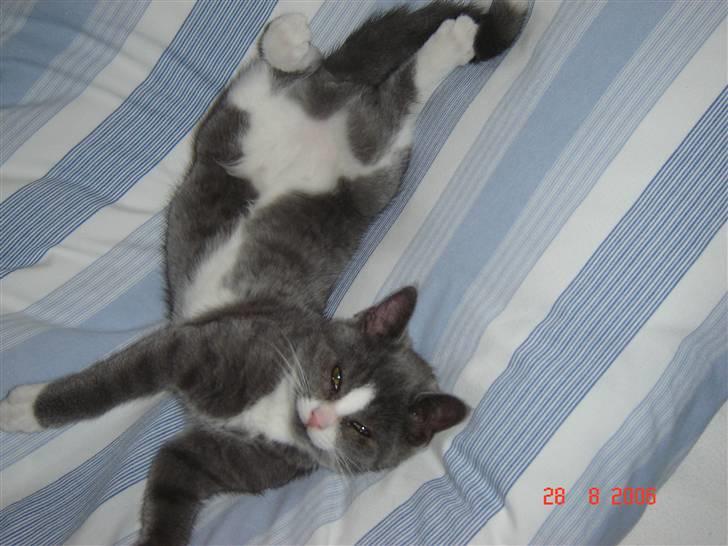 Blanding af racer Mulle RIP 31 Okt - Min egen lille model. billede 4