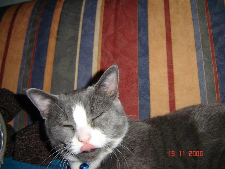 Blanding af racer Mulle RIP 31 Okt - :D mmh billede 5