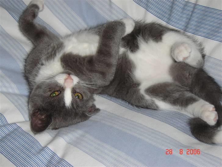 Blanding af racer Mulle RIP 31 Okt billede 6