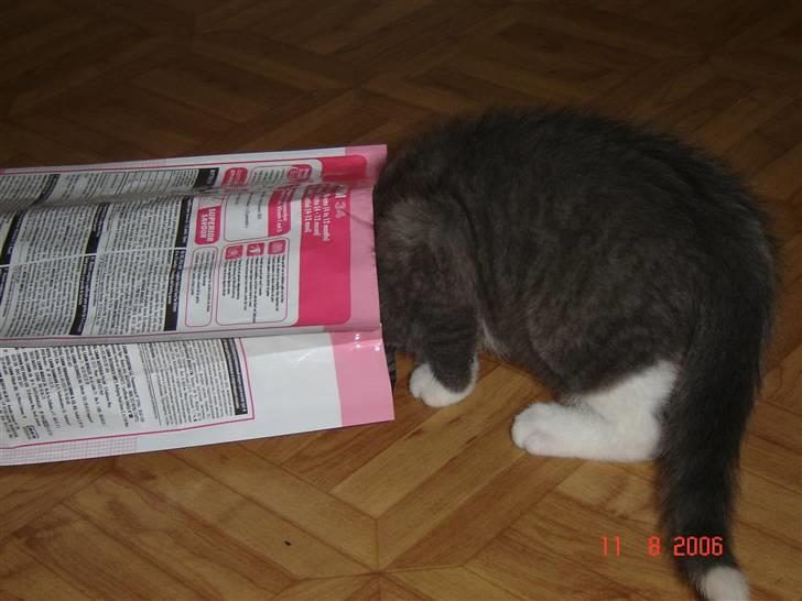 Blanding af racer Mulle RIP 31 Okt - Mmm Mad. billede 7