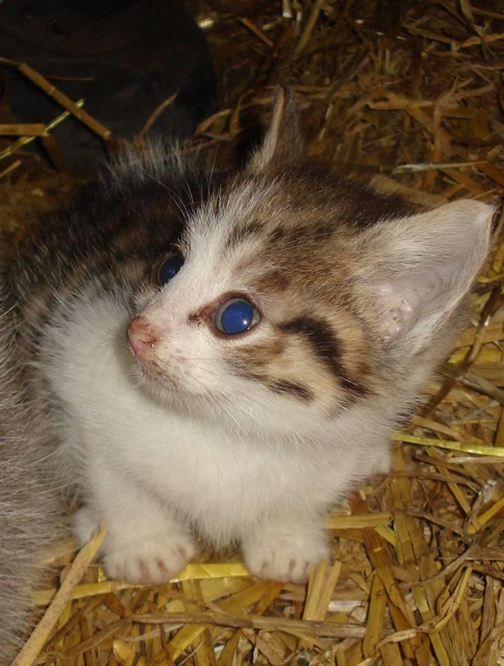 Huskat VRCL's Mini Oskar *RIP* - Nogle der sagde Nuttet ?  billede 1