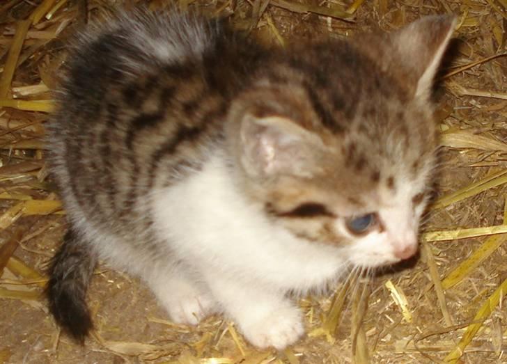 Huskat VRCL's Mini Oskar *RIP* billede 2