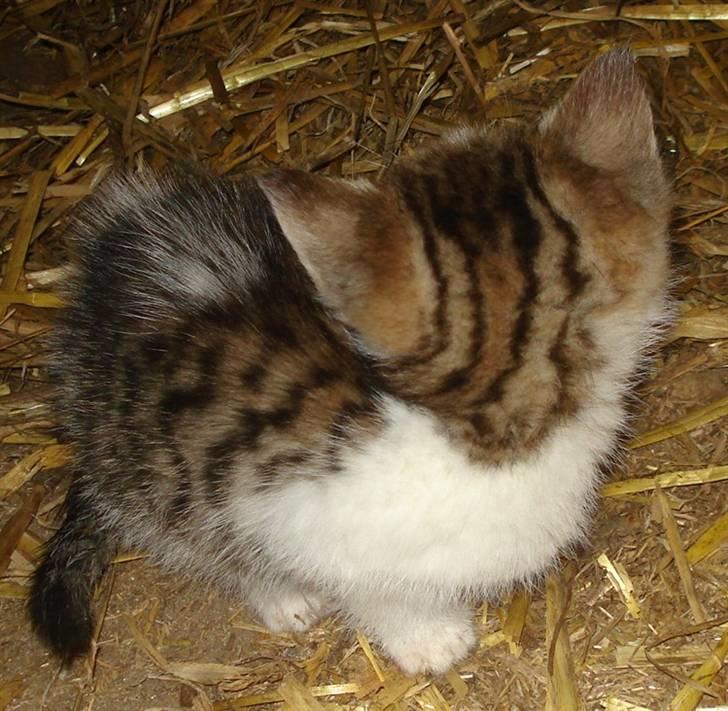 Huskat VRCL's Mini Oskar *RIP* billede 3